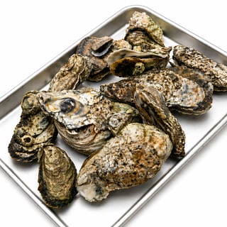 12 Oysters